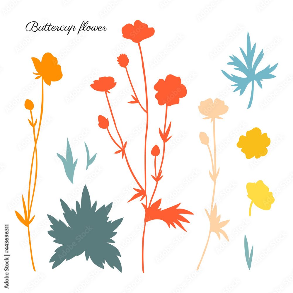Buttercup flower or Crowfoot vector illustration isolated on white background, decorative herbal colorful doodle set, silhouette for design medicine, wedding invitation, greeting card, cosmetic