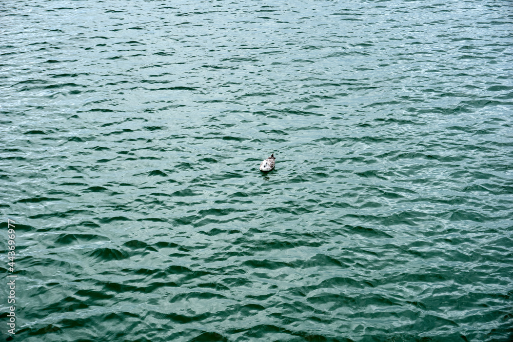 seagull swimming in the baltic sea