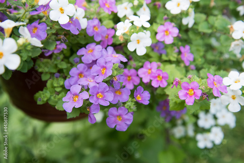 Cute little Bacopa flowers. Flowers close-up of lilac, pink and white photo