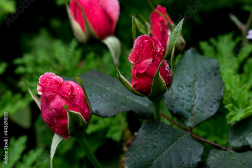 Fototapeta Naklejka Na Ścianę i Meble -  rosas