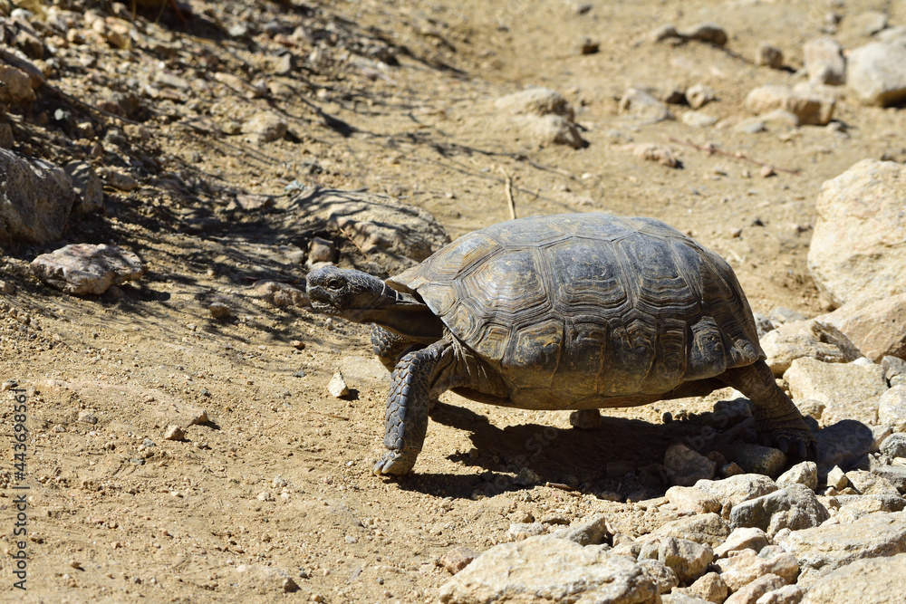 Fototapeta premium movin on