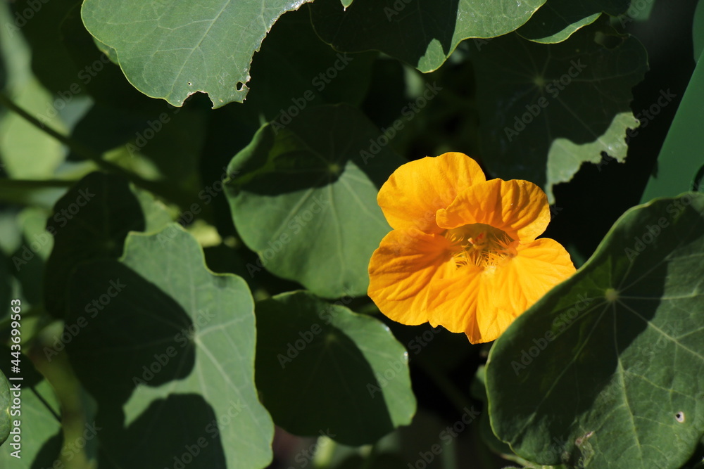 yellow nasturtium flower yellow nasturtium flower