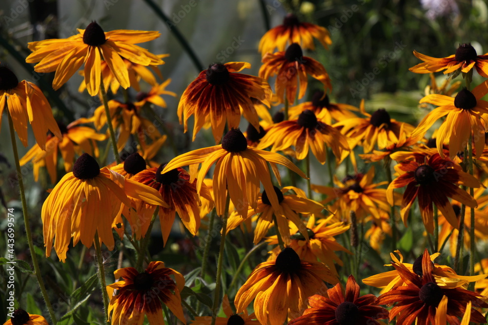 yellow rudbeckia flowers