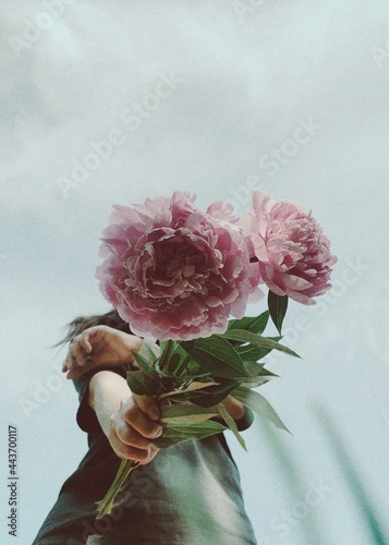Flower peony in hand on sky background