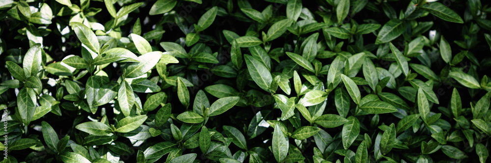 green leaves green leaves