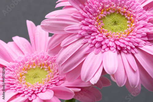 Two pink Gerbera flowers