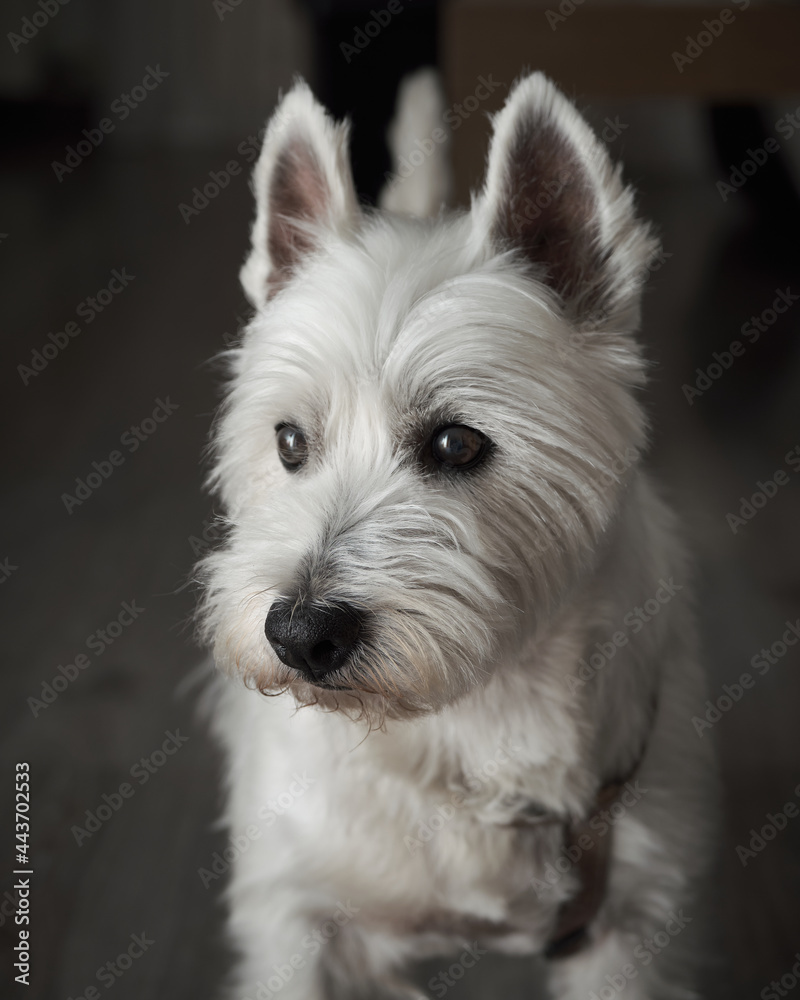 Portrait of the West Highland White Terrier. The dog is lay down on the floor. Ears upright and attentive eyes. Portrait of the West Highland White Terrier. The dog is lay down on the floor. Ears upright and attentive eyes.