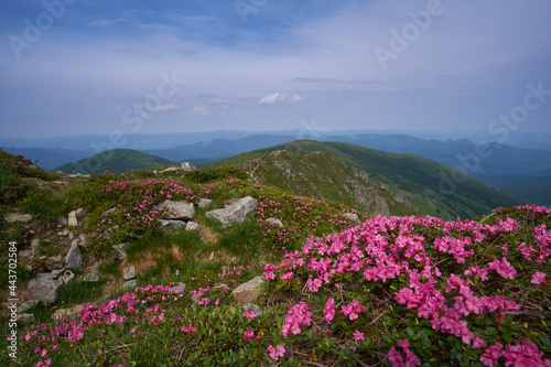Mountain landscape with blooming rhododendrons. Gorgeous living carpet of pink flowers