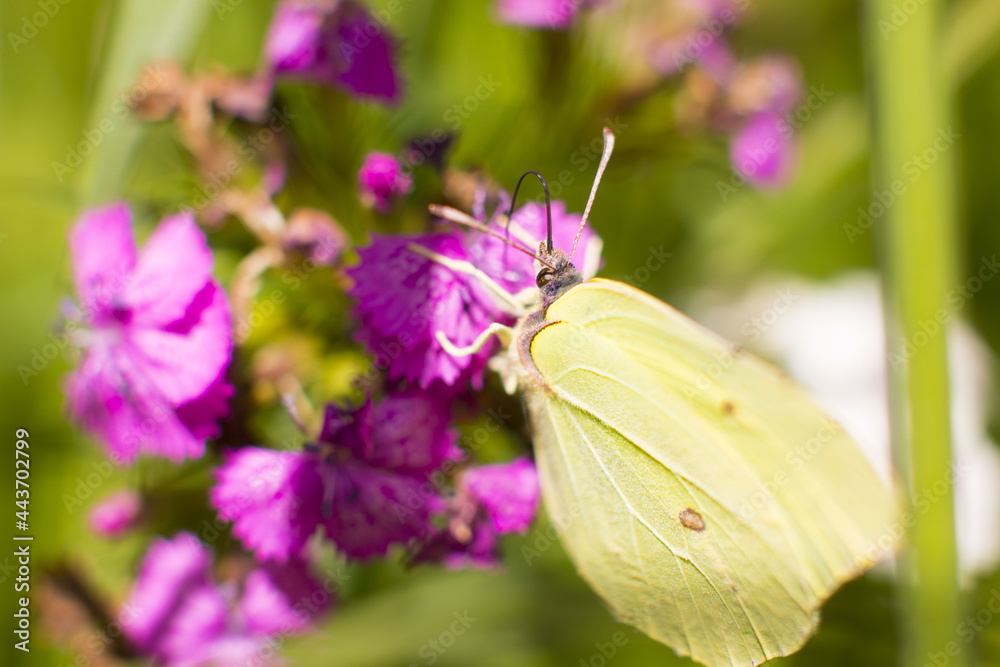 A butterfly from the lemongrass sits on a flower . Collect nectar