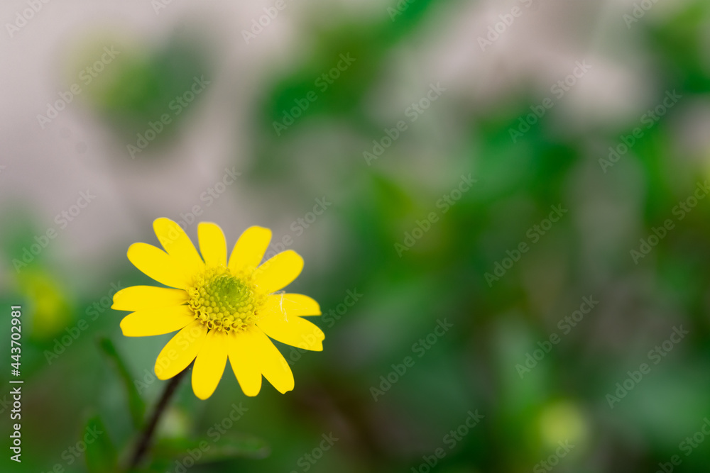 Sanvitalia, a small yellow flower on blurry green background Sanvitalia, a small yellow flower on blurry green background