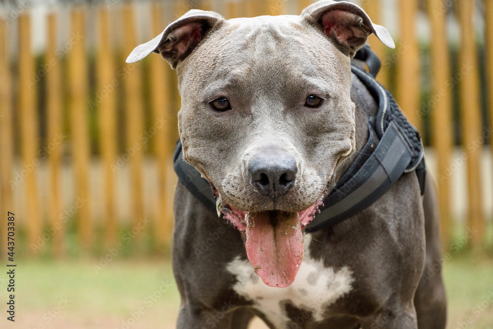 Pit bull dog playing in the park. Pit bull in dog park with green grass and wooden fence. Cloudy day. Pit bull dog playing in the park. Pit bull in dog park with green grass and wooden fence. Cloudy day.