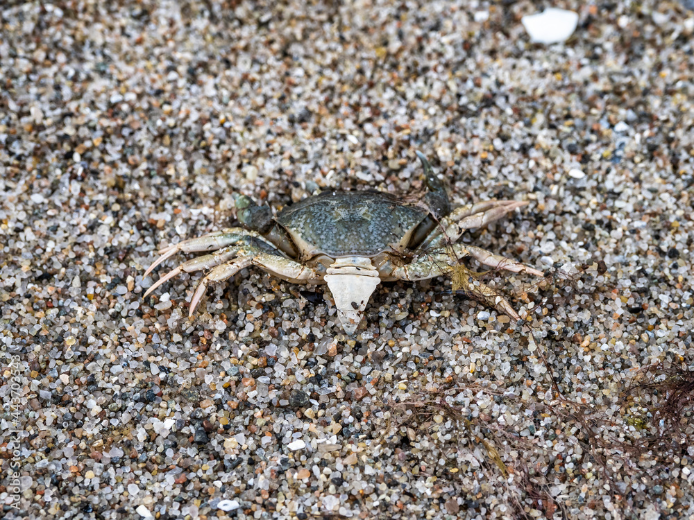 Baltic sea Crab at Nature Conservation Area Geltinger Birk at Springtime, Northern Germany