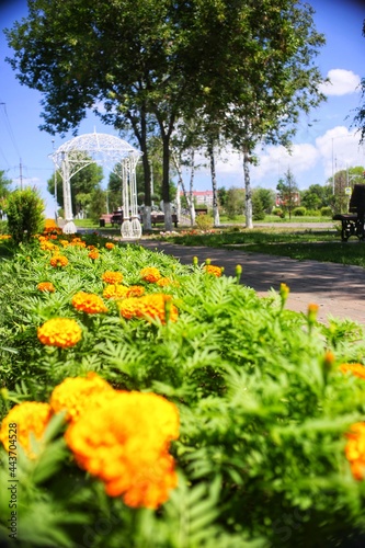 flowers in the city park