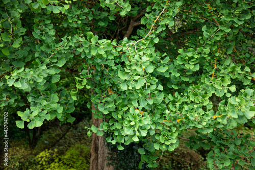Gingko tree leaves