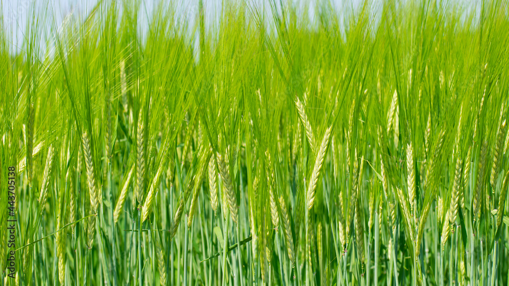 Obraz premium Young Wheat ears illuminated by sunlight. Gorgeous shape of the Wheat spikes. concept of a good harvest in an agricultural field. green spikelets. rye, close-up. green natural background