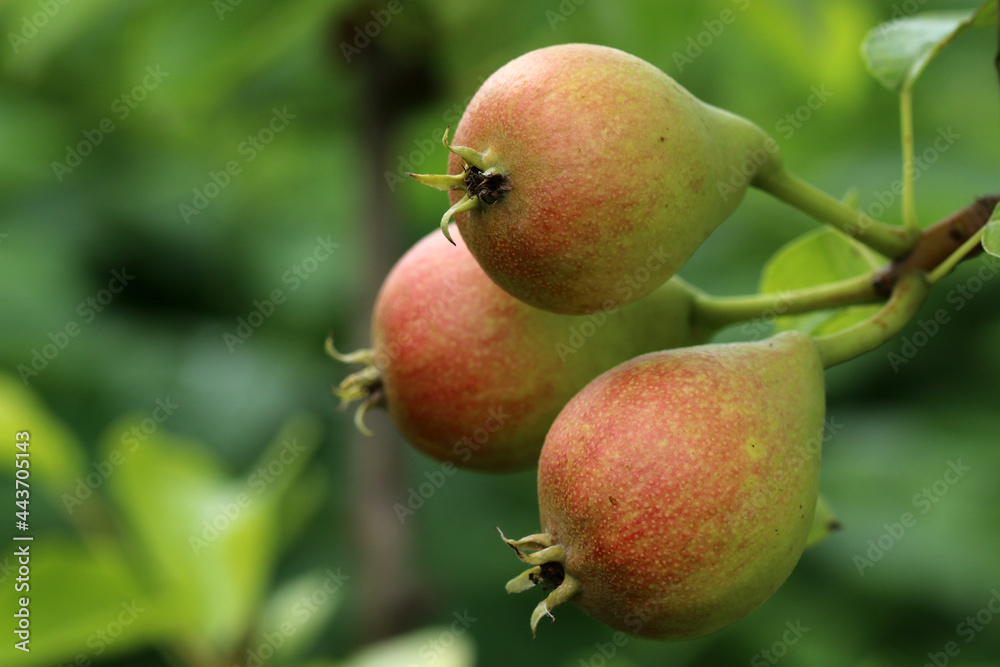 Small pear on a tree branch. Pear branch with young fruits (ovaries). Summer time in the orchard. Selective focus. Small pear on a tree branch. Pear branch with young fruits (ovaries). Summer time in the orchard. Selective focus.