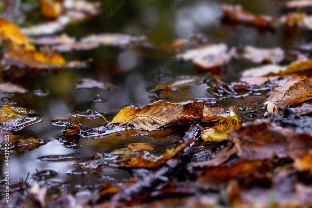 Fototapeta premium Fallen leaves in a dark puddle water, autumn motif