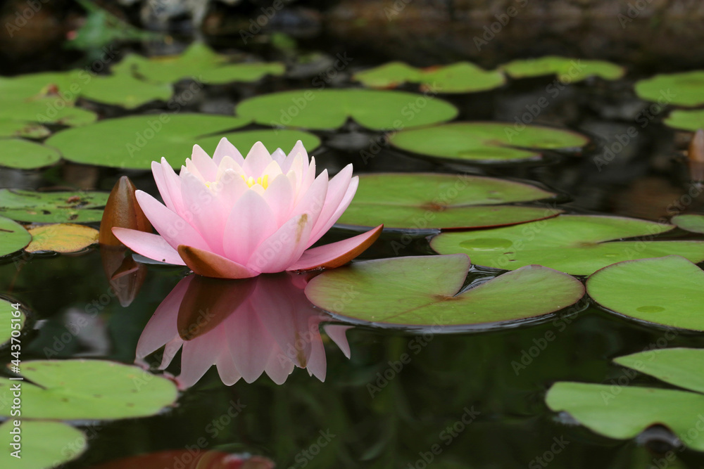 Pink water lily flowers blooming on pond Pink water lily flowers blooming on pond