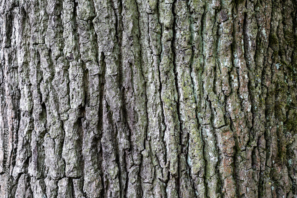bark of a tree bark of a tree