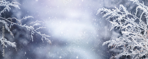 Christmas holiday background. Snow-covered plant branches on a magical blurred background during a snowfall, copy space, panorama
