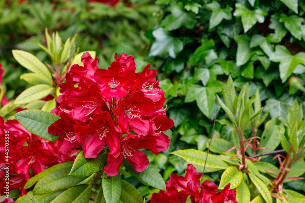 Fototapeta premium red flowers in the garden