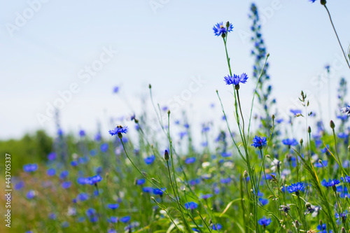 Cornflower, Centaurea cyanus Rare flower of Arable Fields. blue wildflowers, natural floral background. Wild flowers, close-up, blurred background. summer meadow flower, blooms beautifully in blue.