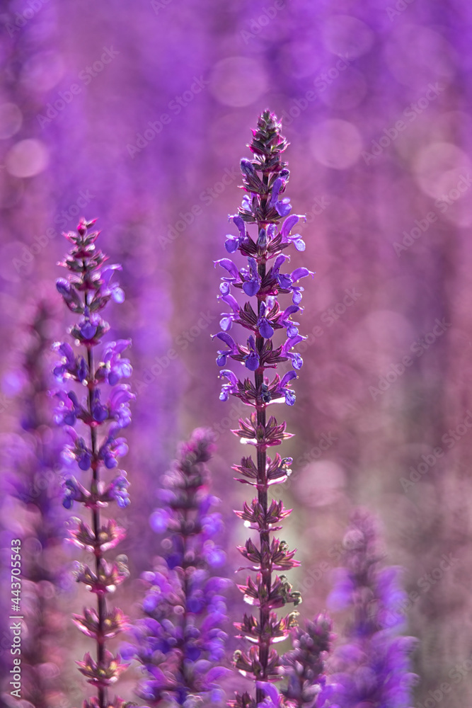 Obraz premium lowers of perennial Salvia nemorosa 'Caradonna' in summer