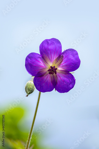 Closeup of the flower of perennial Geranium Rozanne isolated against blue background