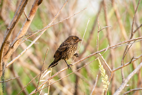 Closeup of Juvenile Red Winged Blackbird sitting on a branch. photo