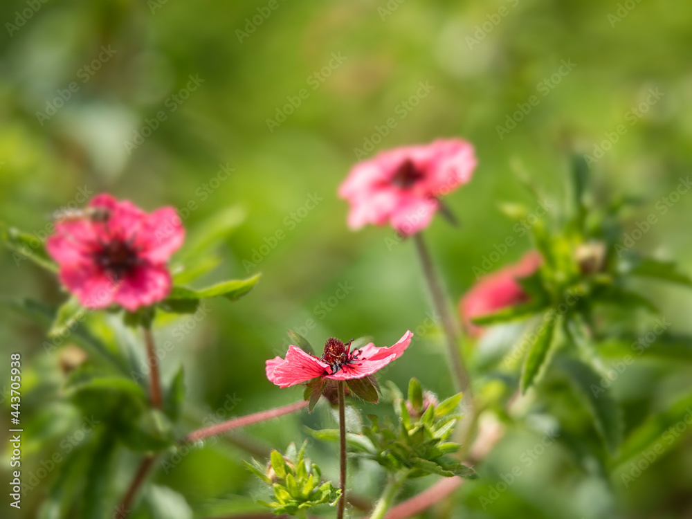 Close up of flowers of Potentilla nepalensis 'Miss Willmott' in summer