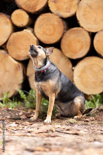 hunting dog, man friend, happy dog, dog in the woods, 