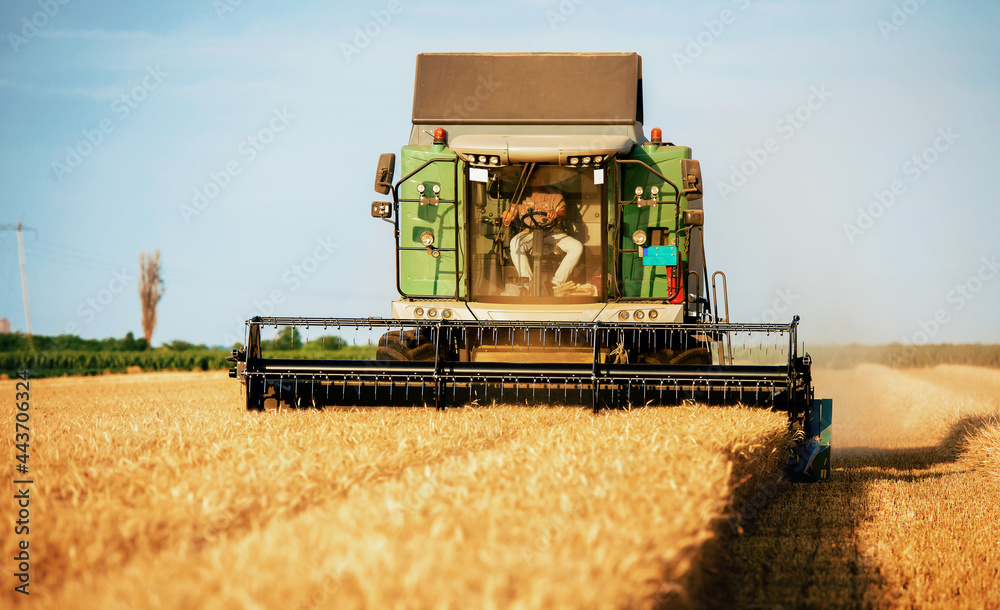 Fototapeta premium Harvesting campaign. Combine in the wheat field during the harvest. Agricultural concept