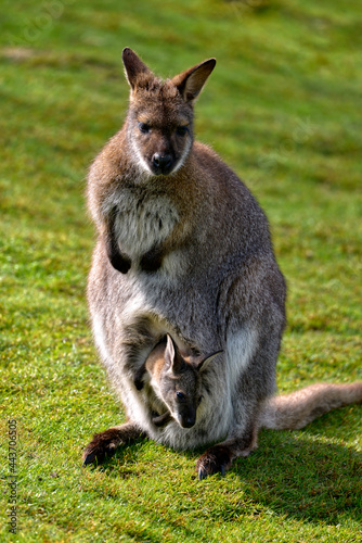 Red-necked wallaby or wallaby of Bennett (Macropus rufogriseus) and its joey in the pocket