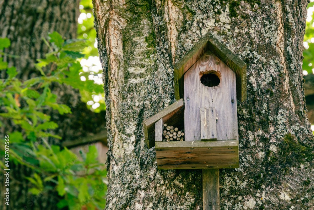 A birdhouse in an oak tree with two rooms.