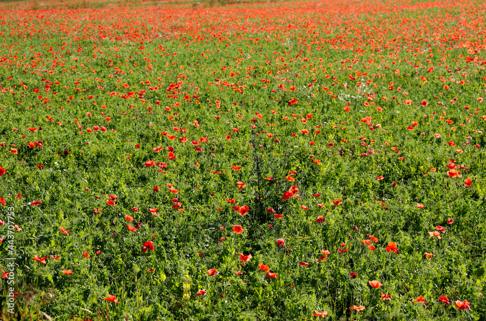 Meadow grass and red poppies,
