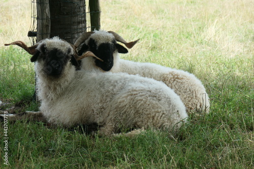 Two white sheep with a Black beak, nose and ears lie in the meadow. Walliser Schwarznase, Black nose sheep. photo