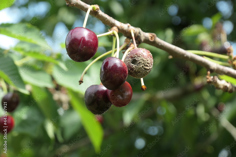Branch of a cherries tree with hanging red cherries. Close up. Branch of a cherries tree with hanging red cherries. Close up.