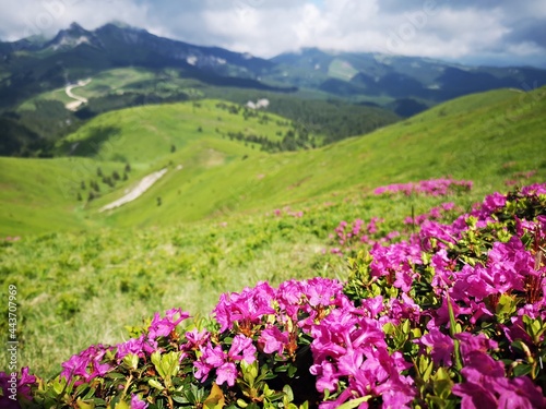 Rhododendron flowers in the mountains - alpine flora