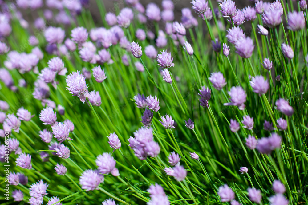 Naklejka premium decorative chives bow. greens for salad. purple round onion flowers. flower photo. edible onions in a landscape. eco. organic. bottom side view. large horizontal photo.