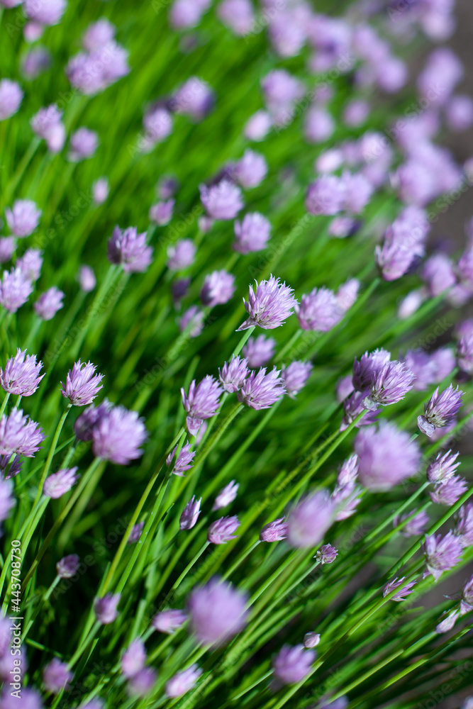 Obraz premium decorative chives bow. greens for salad. purple round onion flowers. chives onion seeds. edible onions in a landscape. eco. organic. bottom side view. large vertical photo.