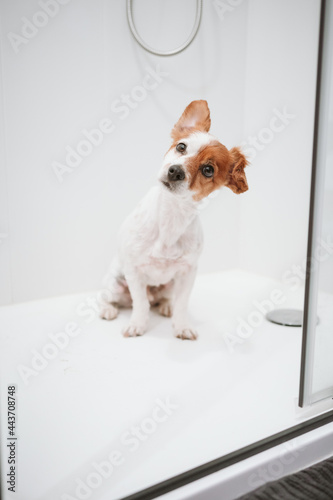 cute jack russell dog sitting in shower ready for bath time. Pets indoors at home