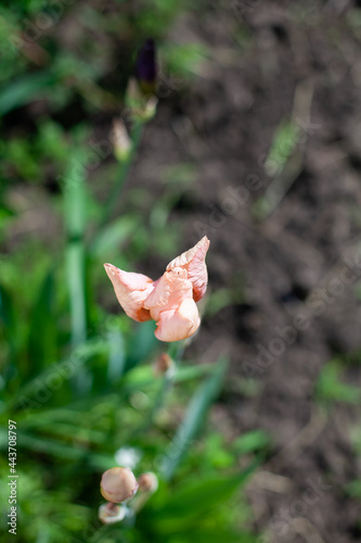 large vertical photo. an iris bud in the middle of the grass. pink iris flower. flowers for garden decor. summer time. sunny day.