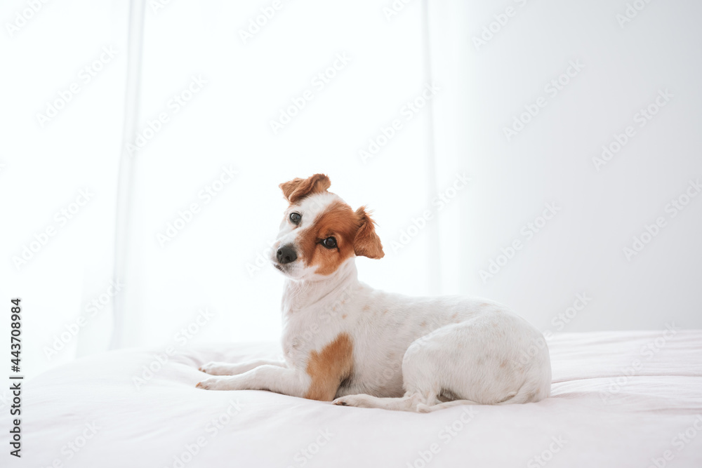 cute lovely small jack russell dog resting on bed during daytime. Pets indoors at home cute lovely small jack russell dog resting on bed during daytime. Pets indoors at home