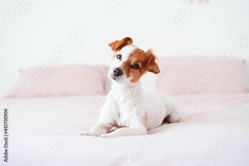 Photography cute lovely small jack russell dog resting on bed during daytime