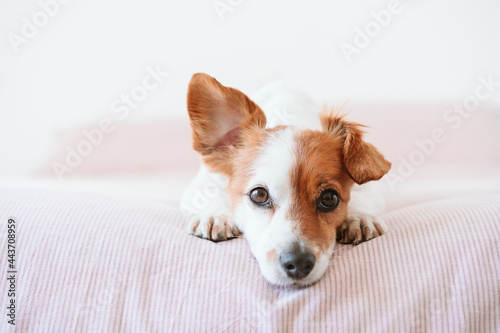 close up of cute lovely small jack russell dog resting on bed during daytime. Funny ear up. Pets indoors at home
