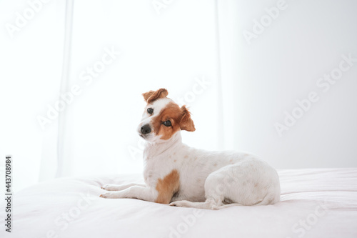 cute lovely small jack russell dog resting on bed during daytime. Pets indoors at home