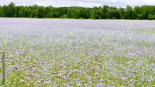 a beautiful field with purple flowers