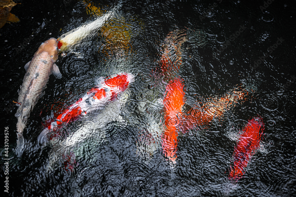 colorful Koi carp fish in dark water pond colorful Koi carp fish in dark water pond