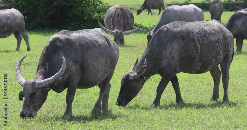 herd of buffalo eating grass 