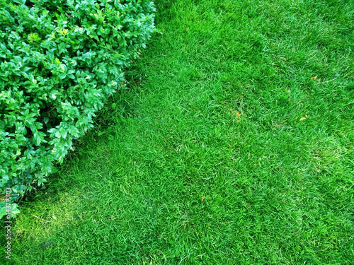 Green grass with a semicircle of boxwood in the left corner